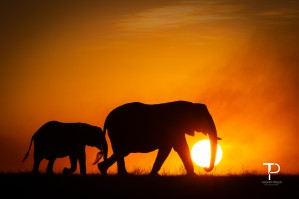 Carrying the Sun